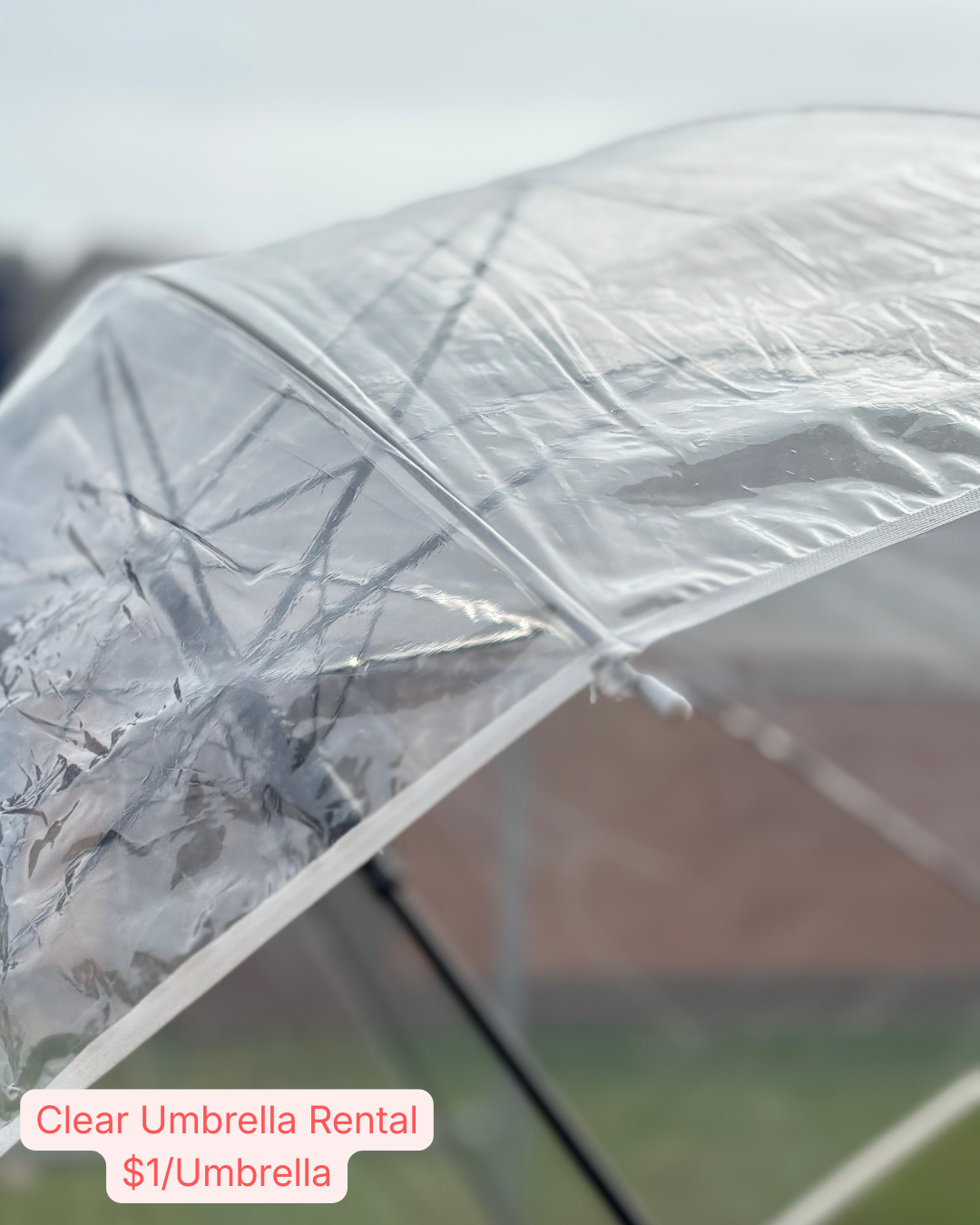 Umbrella Rentals